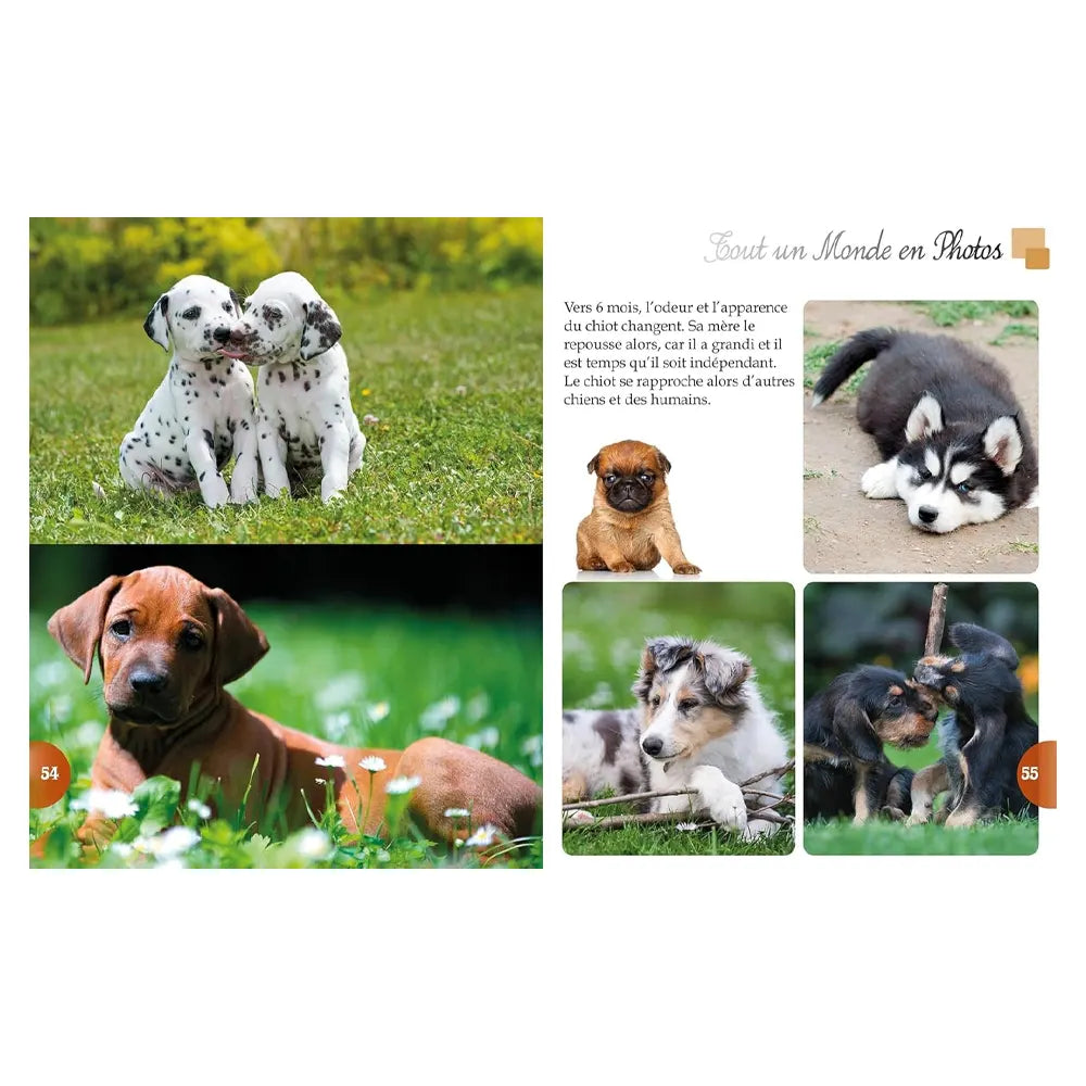Les Chiots – Tout un Monde en Photos