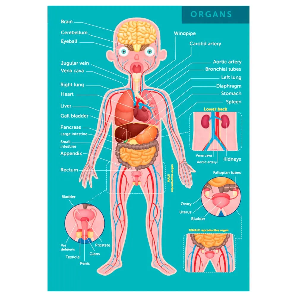 Eurekakids Puzzle éducatif 100 pièces Le corps humain - 6A+