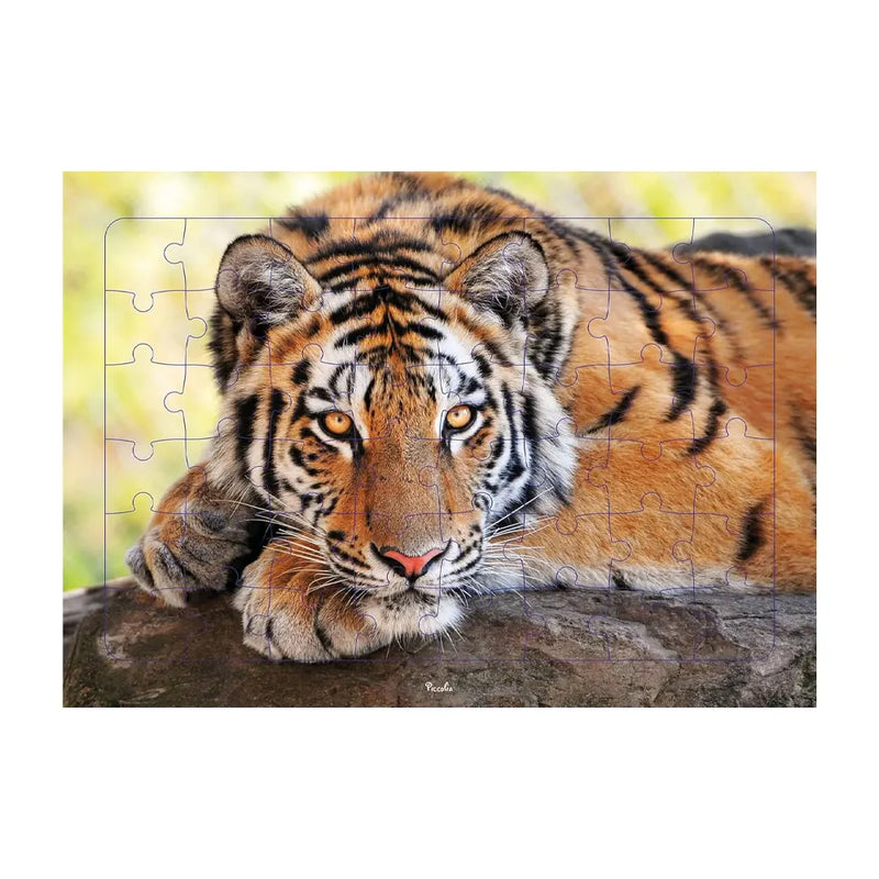 Piccolia Tigre Foto Puzzle 48 Piezas - 4A+