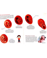 El cuerpo humano