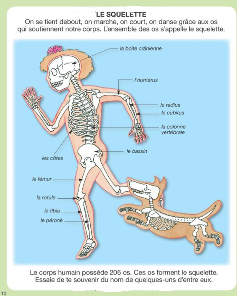 IMÁGENES - Imágenes del cuerpo humano