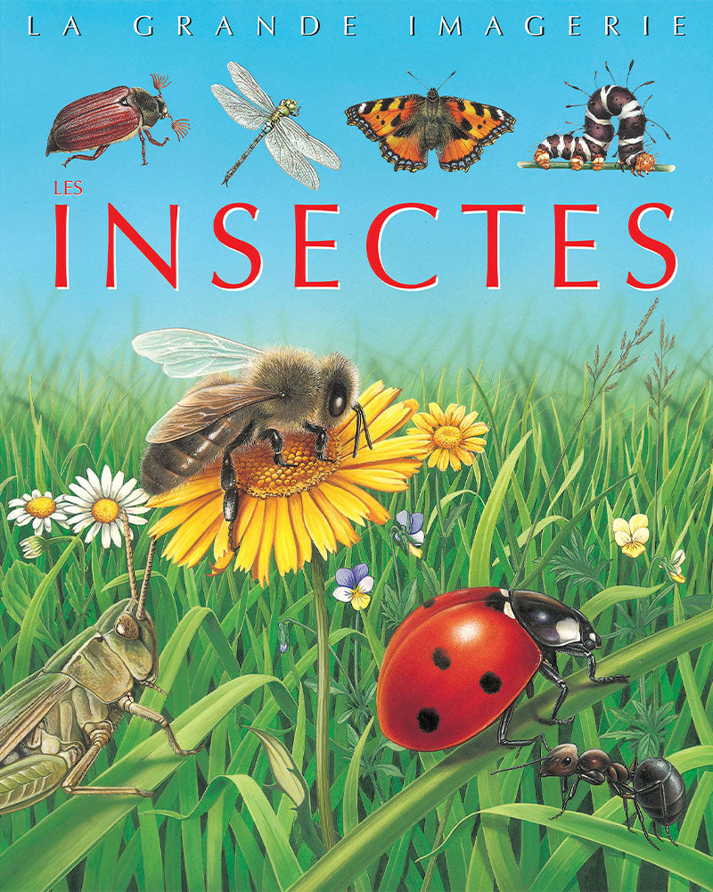 Imágenes grandes - Insectos